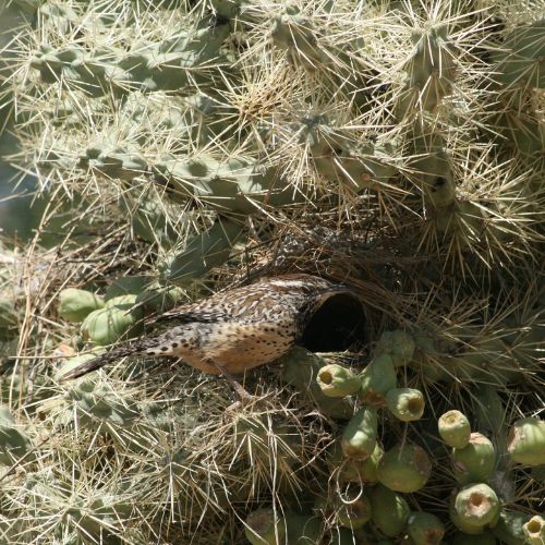 Troglodyte des cactus nid