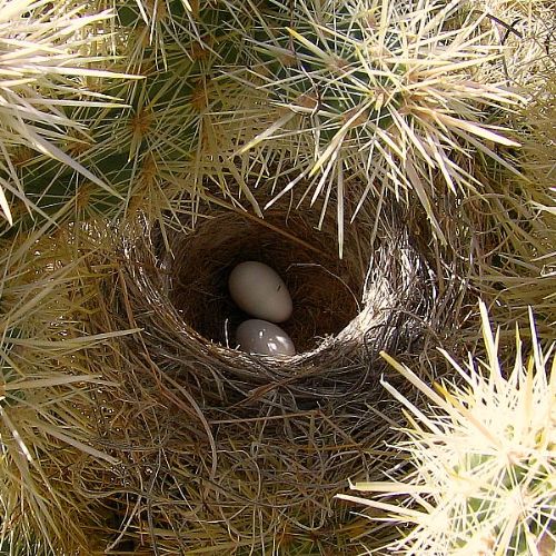 Troglodyte des cactus nid