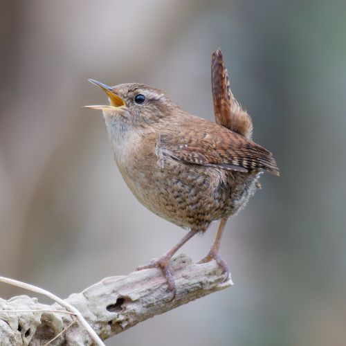 Troglodyte mignon