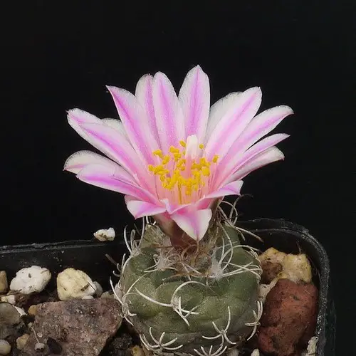 Turbinicarpus pseudopectinatus