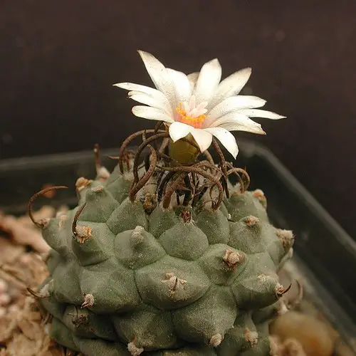 Turbinicarpus schmiedickeanus variété schwarzii