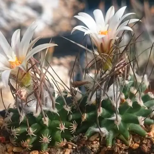 Turbinicarpus schmiedickeanus