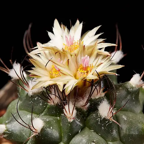 Turbinicarpus swobodae