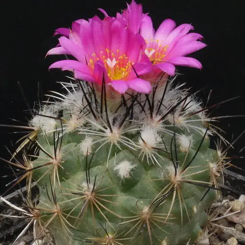 Turbinicarpus viereckii