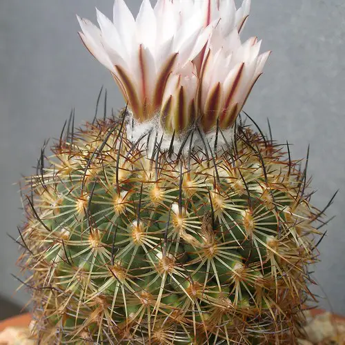 Turbinicarpus ysabelae